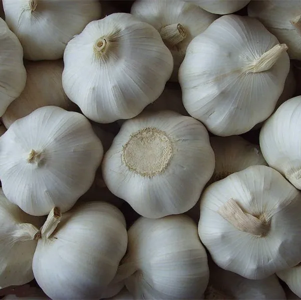 
buy garlic dry garlic wholesale with best price 