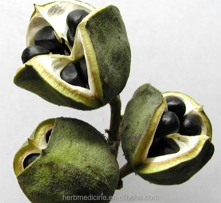 
Dried Raw Xanthoceras sorbifolium seeds fruits 