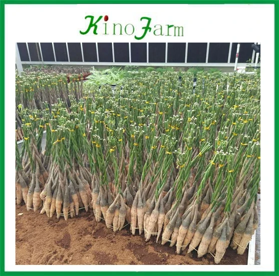 
zhangzhou kinofarm decorative indoor plants parchira bonsai 