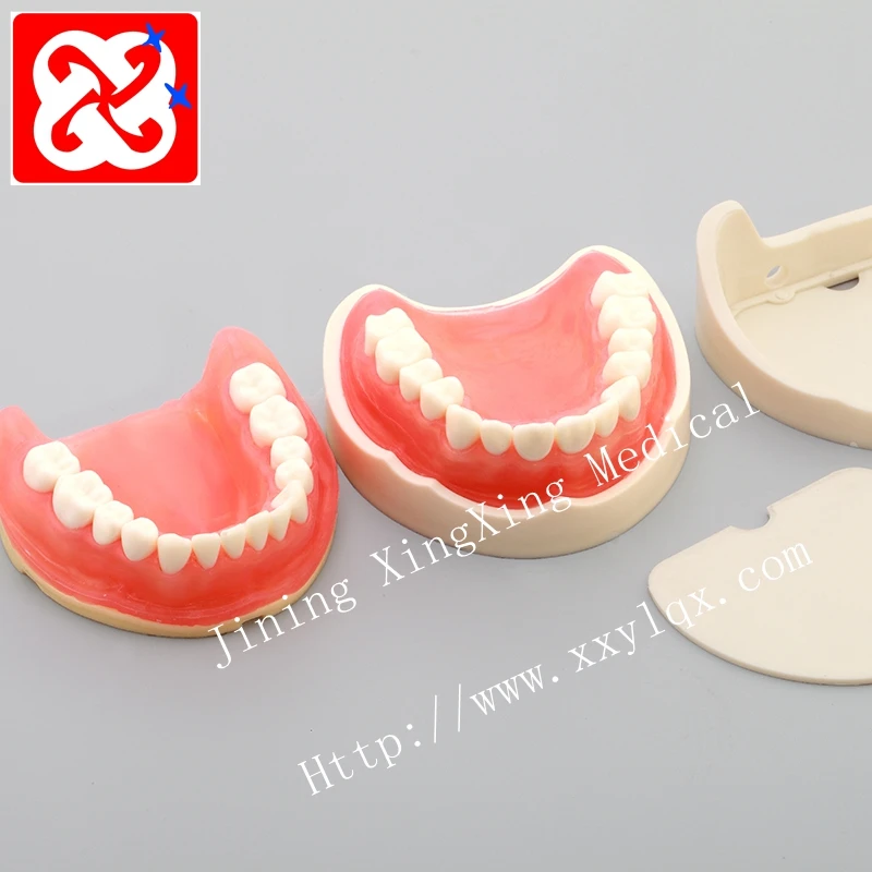 Sinus lift practice model implant model