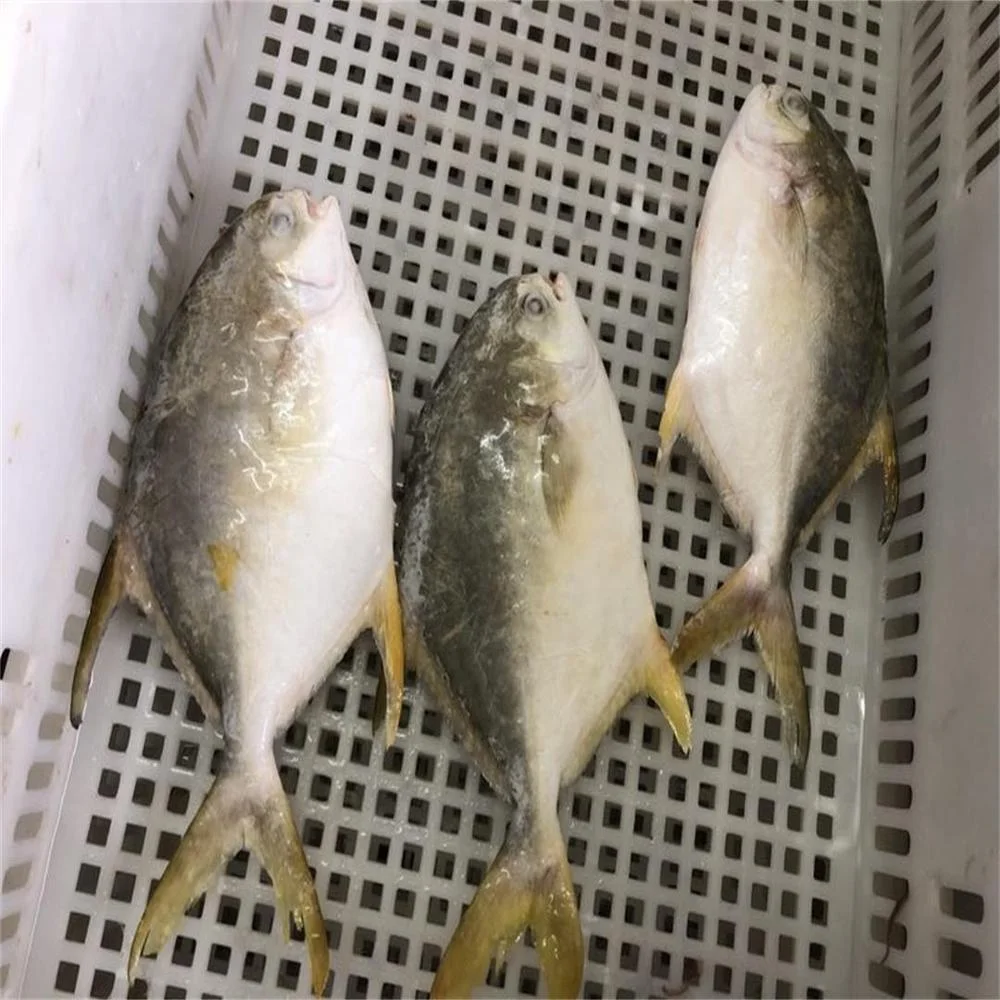 
Wholesale Frozen Golden Pompano/Golden Pomfret WR size 300-800g 
