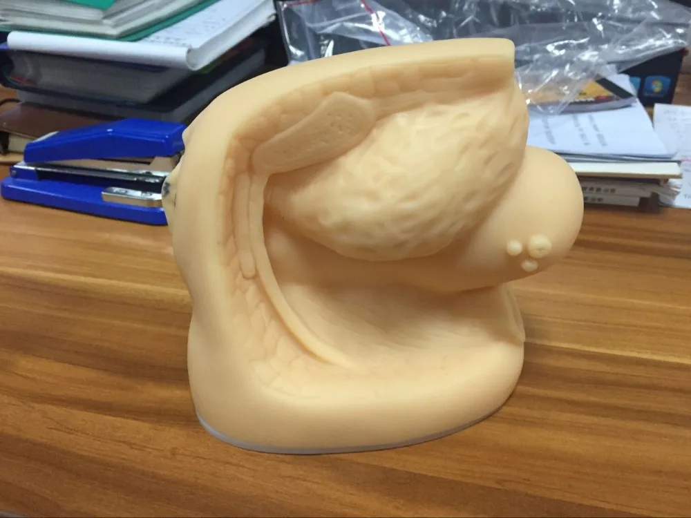 Factory Outlet Female Sexuel Organ Catheterization Simulator