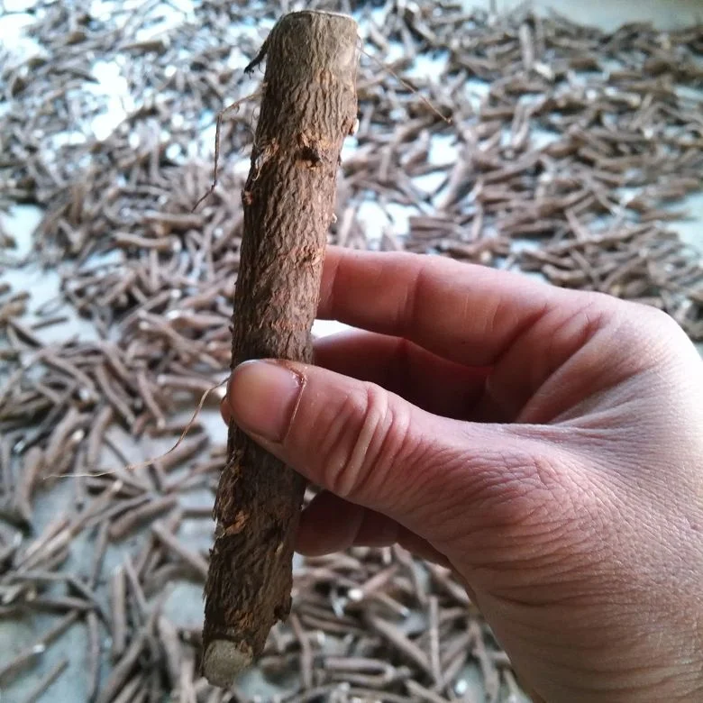 
new fresh super resistant fast grow paulownia cut hybrid root for growing 