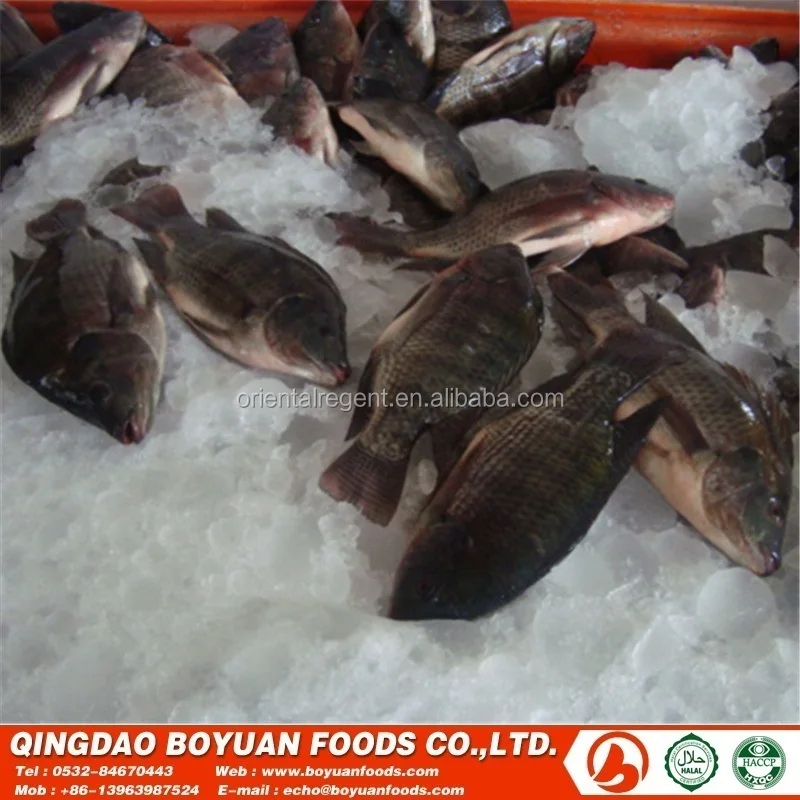 
African wholesale frozen 500-800g fish 