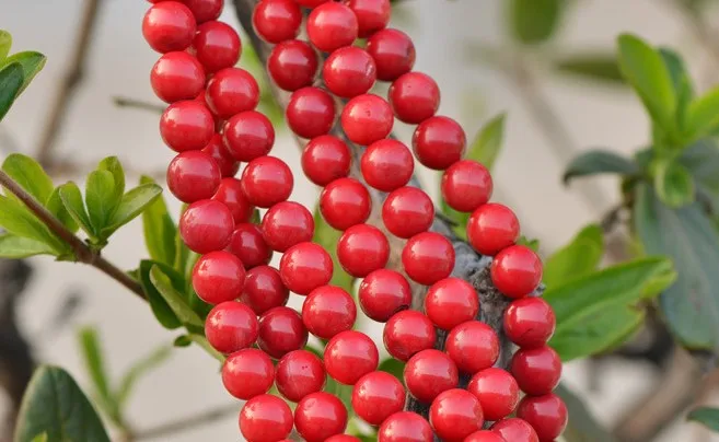 High Polishing 6mm Natural Round Smooth Oil Dyed Red Coral Beads For Wholesale