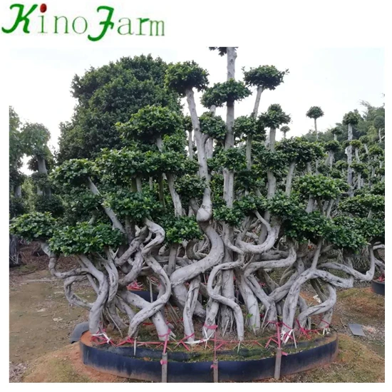 Living Bonsai Plants