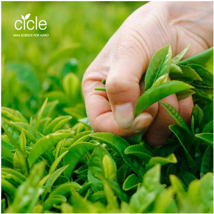 seaweed extract alga fertilizer  liquid from laminaria sp alga nori