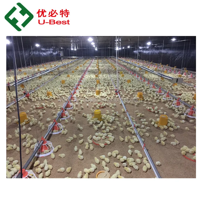 Automatic Poultry Nipple Drinkers With Drip Cup for Watering Chicken Broiler and Breeder and Egg Layer