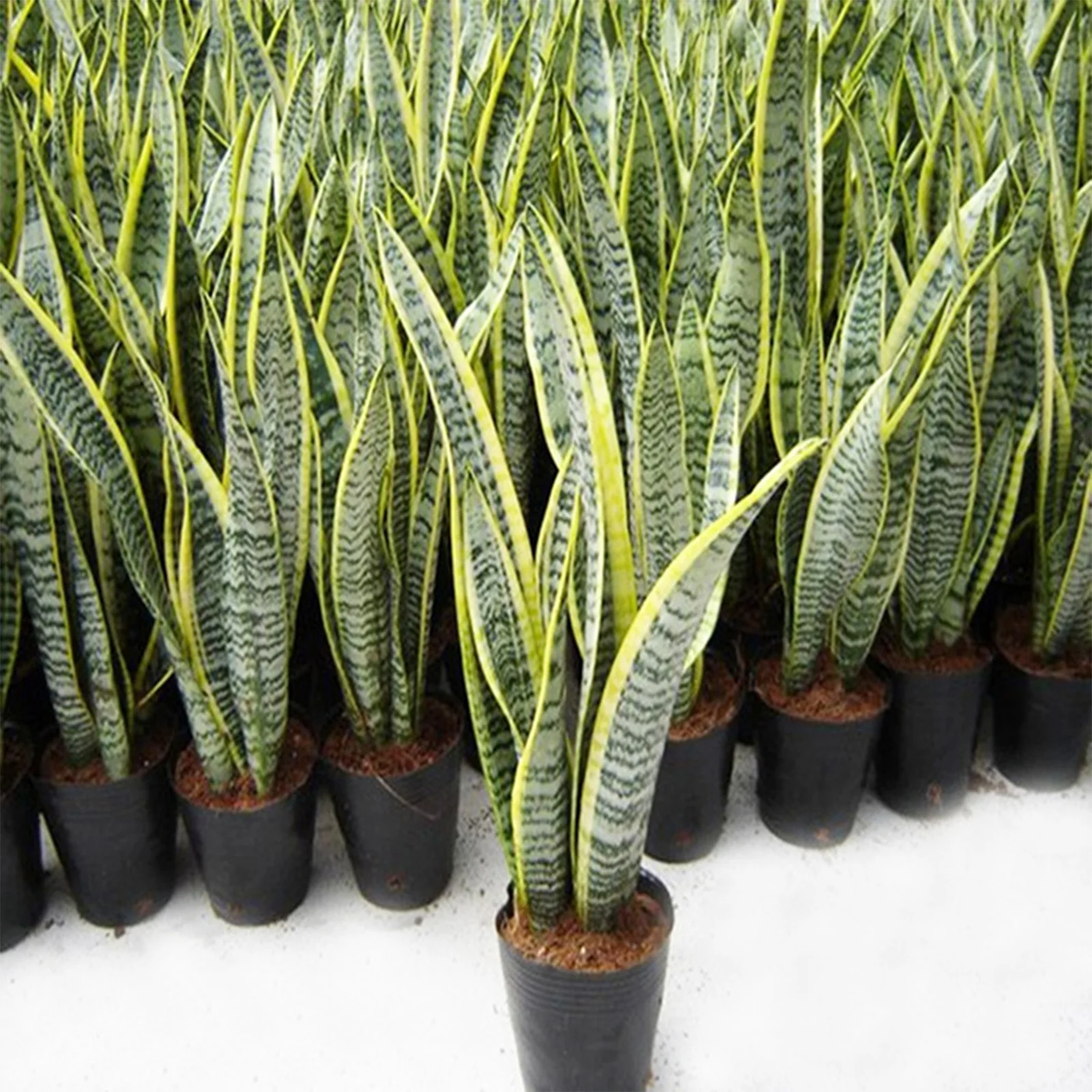 Живое растение Sansevieria trifasciata змея растение внутреннее украшение