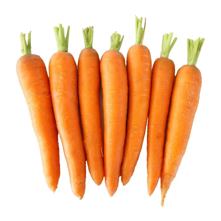 New Crop Fresh Carrots for Sale