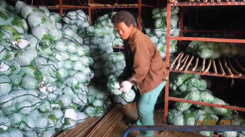 
small round cabbage from China 