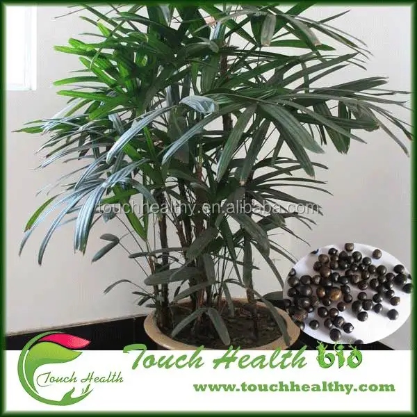  2021 год семена Rhapis excelsa для посадки Touchhealthy