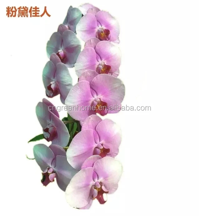 Orchid phalaenopsis seedling