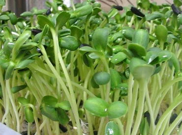 Hydroponic Fodder Growing System