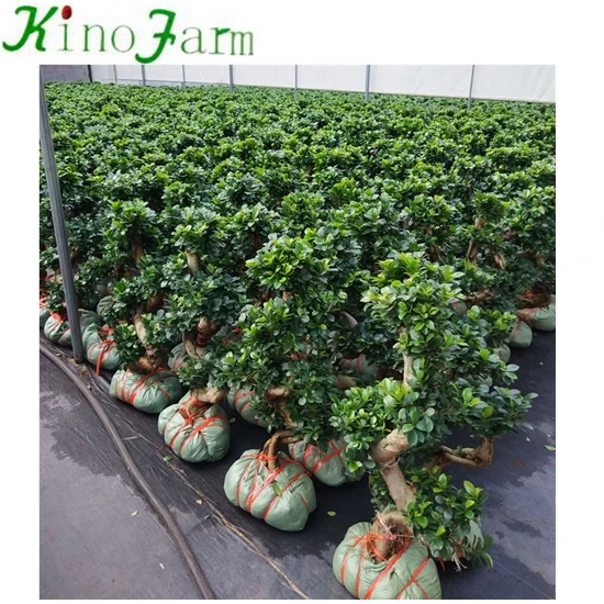 
 Различные типы деревьев бонсай  