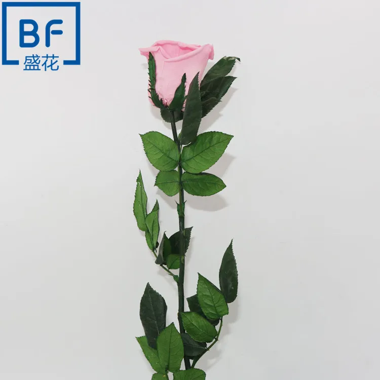 Natural Ecuadorian Roses preserved stem rose with gift box for Valentines Days