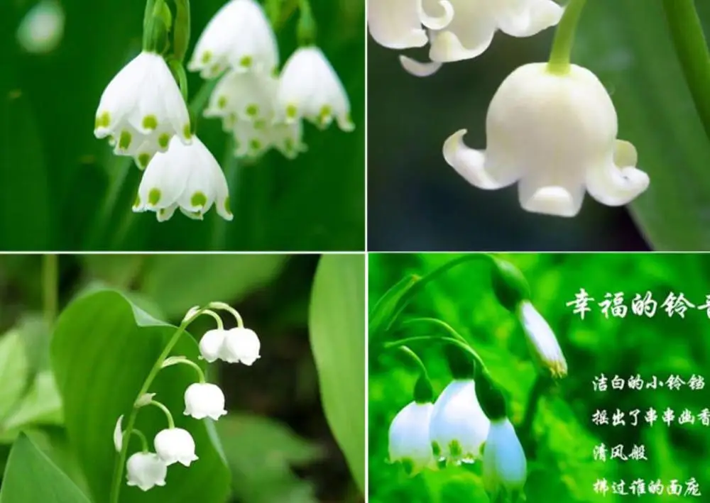 ladder to heaven Fresh live Convallaria majalis roots bulbs lily of the valley for planting