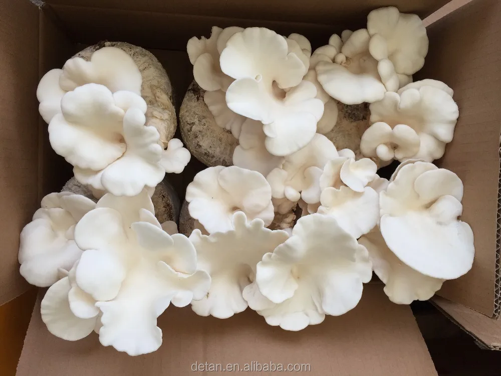 
Detan Oyster Mushroom Bags 