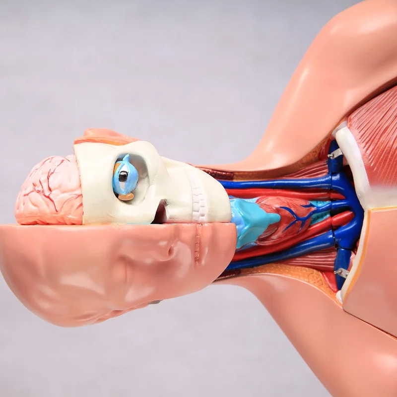 A1046 Medical Educational Toys Science Of Half Body Male Mannequin 23 Parts 45cm Human Teaching Unisex Torso Anatomy Model