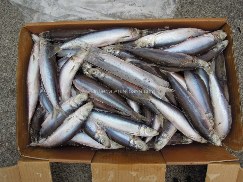 
Taiwan Frozen Sardine 90/100 PCS & 100/120 gram 