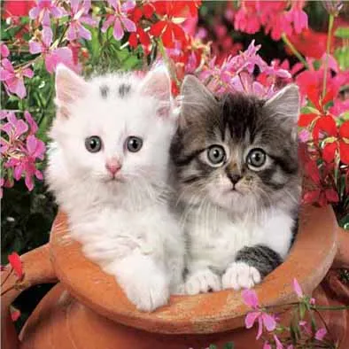 3d picture lenticular 3d animal pictures home decoration 3d poster