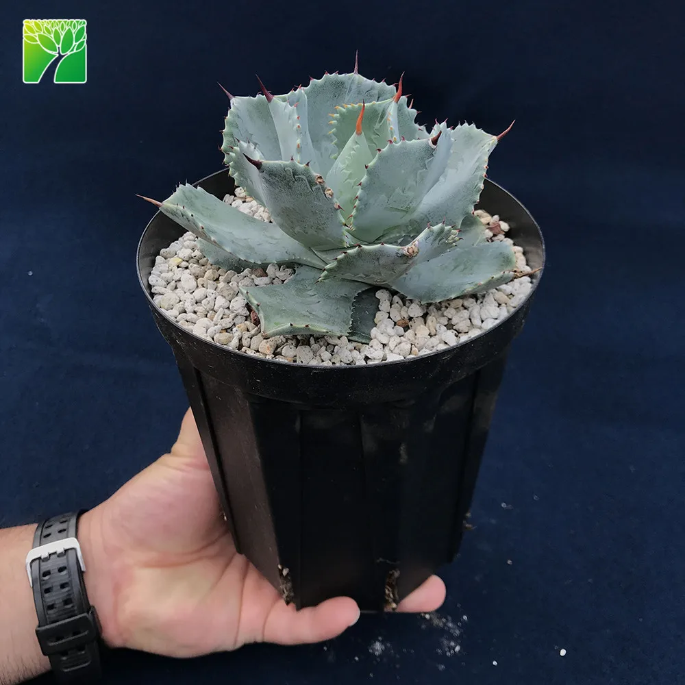 Лидер продаж, многолетние живые суккуленты Agave картофеля