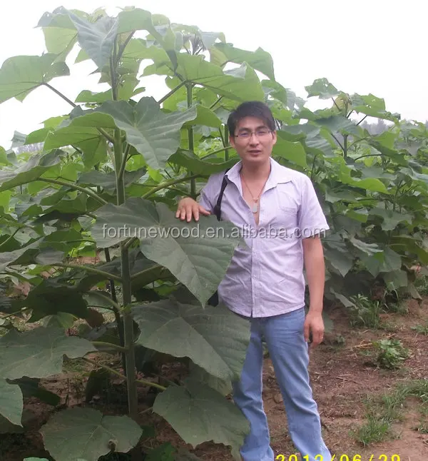 Древесное производство paulownia shan tong рассады