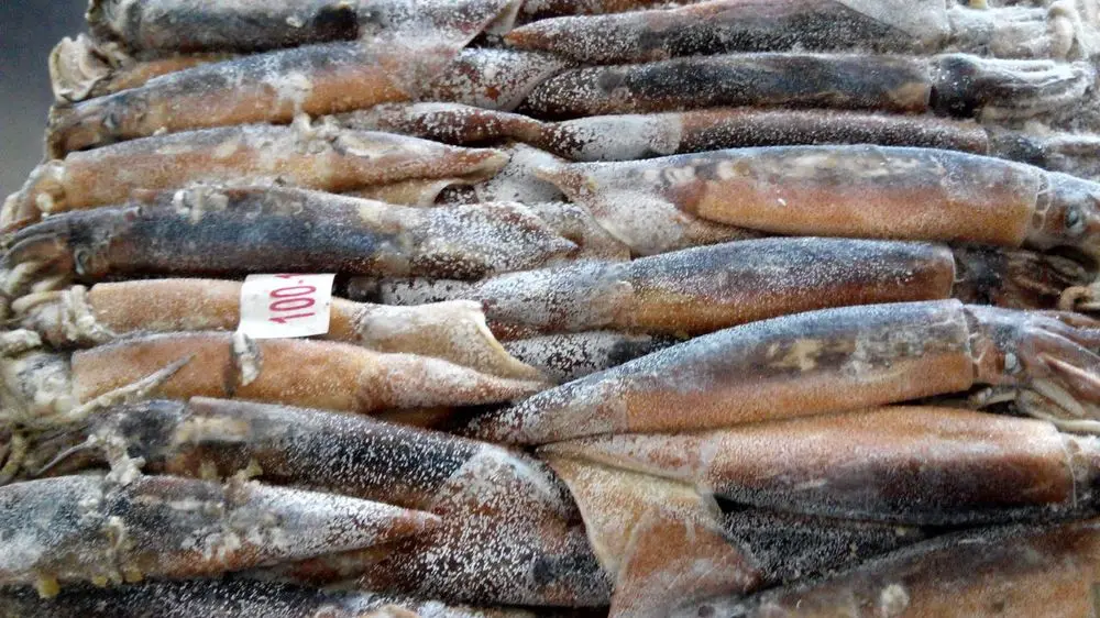 New Arrival High Quality Frozen Red Squid Loligo Bulk Style Packaging Color Feature Weight Shelf Origin Latin Type Life Variety