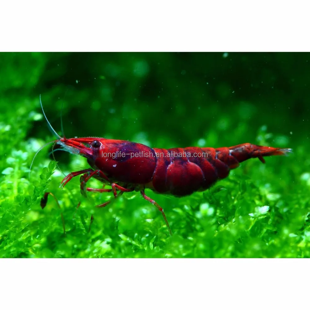 
Hot Selling Tropical Bloody Mary Shrimp 