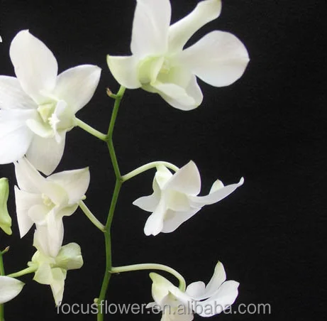 Он-лайн торговый свежий Красочные свежие cut cattleya разноцветные из kuming