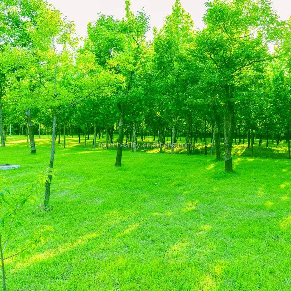 2021 hard chromium plated tool fescue seeds lawn grass turf grass seeds