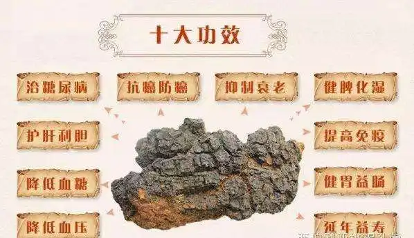  Chaga грибной; Чага; Питательный Betula