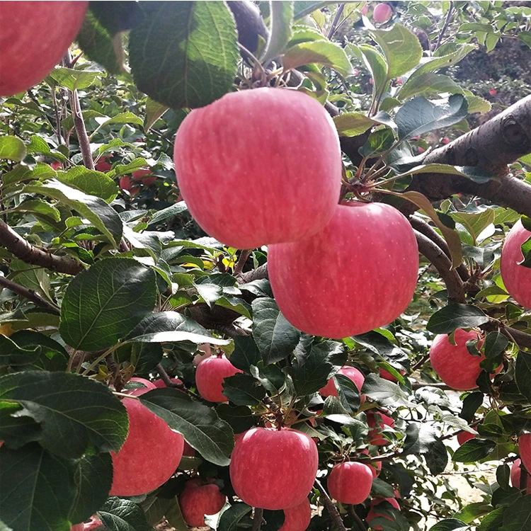 
 Свежие фрукты большого размера, красные компании Fuji Apple для продажи  