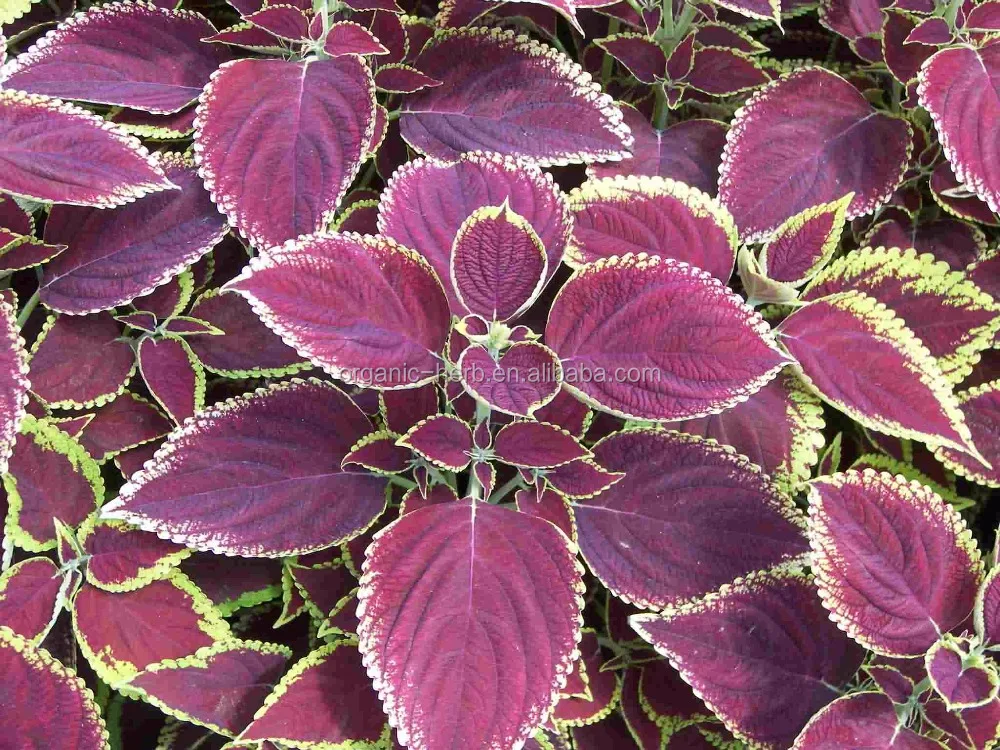 Clary Sage Extract Sclareolide 95% 98% GC | Salvia Sclarea Plant Extract