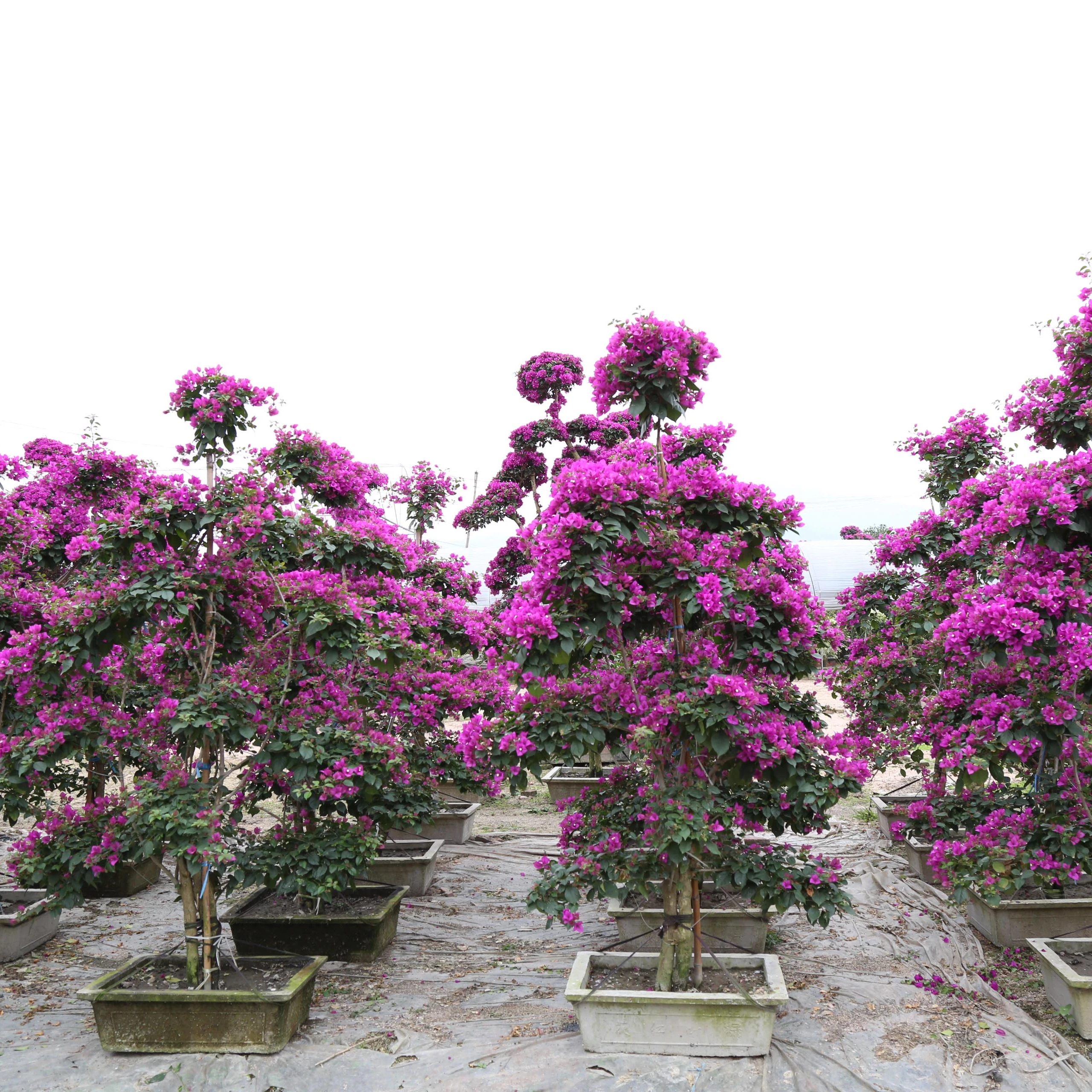 
Bougainvillea glabra 