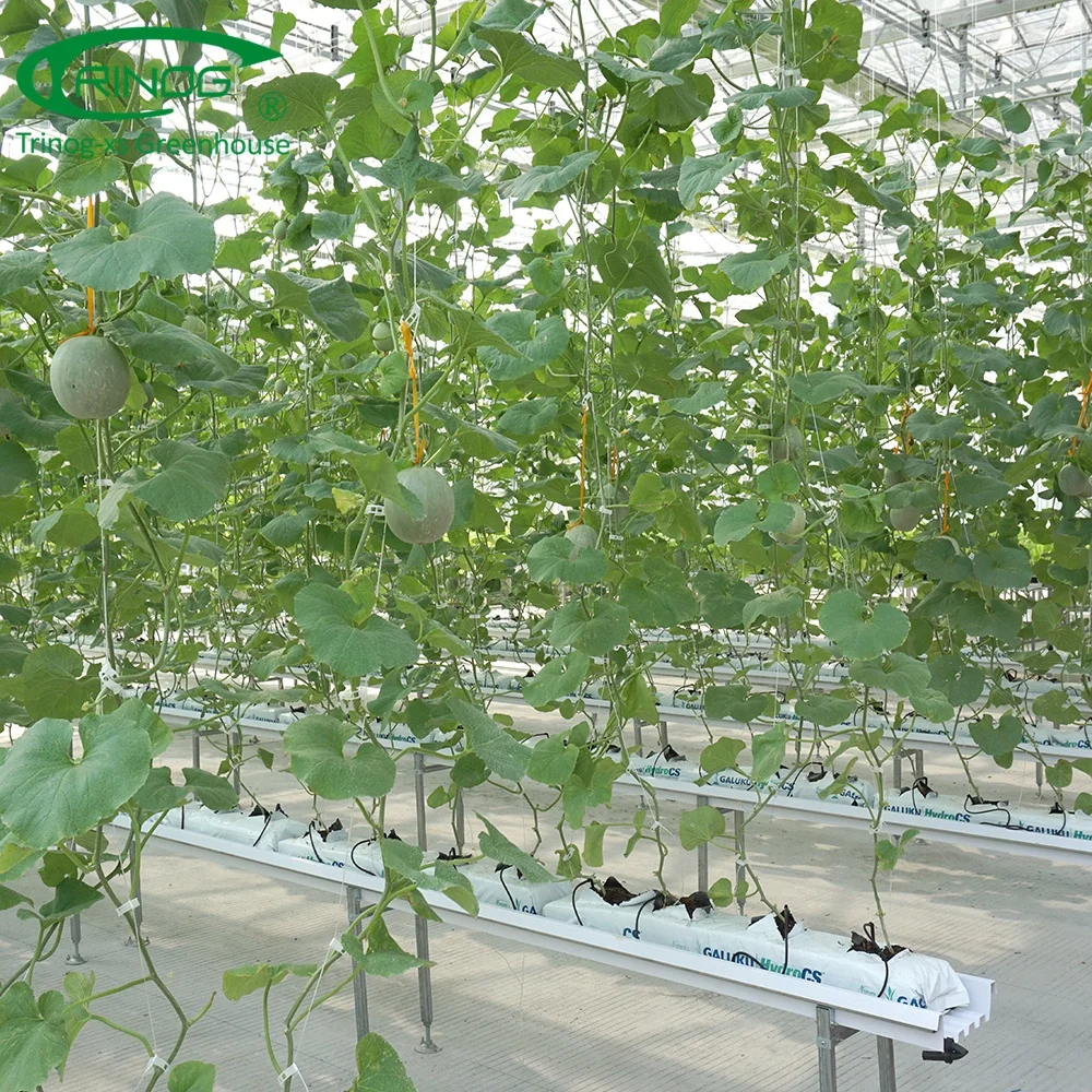 Venlo aluminium glass greenhouse framegreenhouse agriculture hydroponic for farm