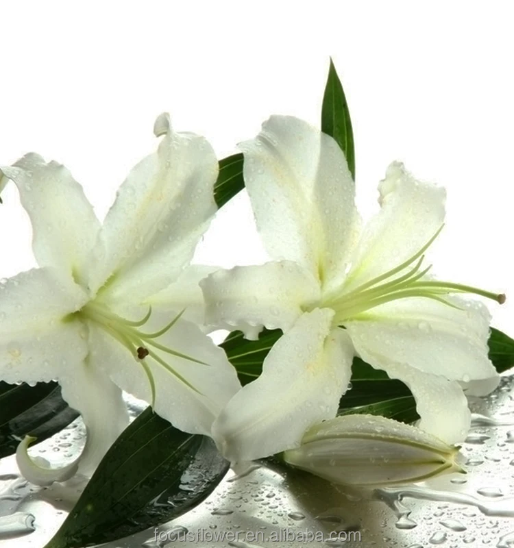 World Class Oriental Siberia Lilies For Sale Yunnan China