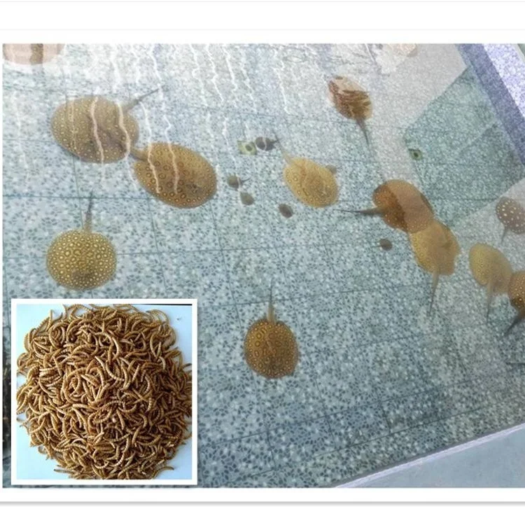 
stingray feed,mealworms for rare fish feed,the top popular feed for fish in Thailand 