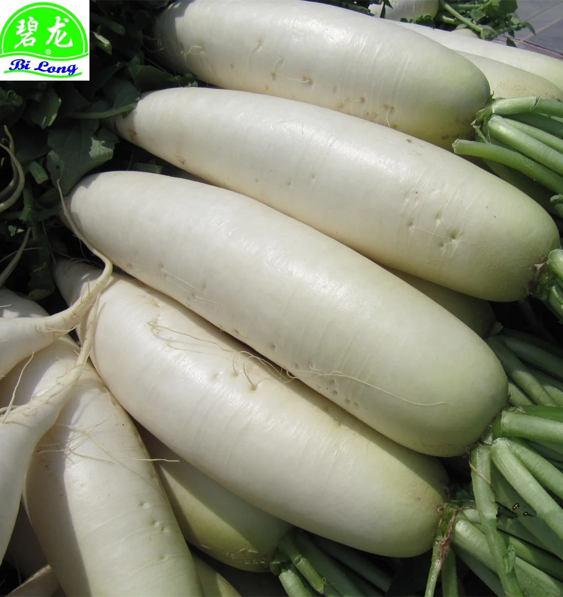 Chinese Fresh White radish manufacture from  Shandong supplying all the year round