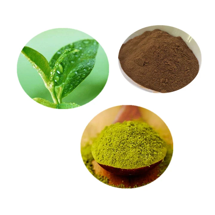 Plant extract 100% pure green tea leaf extract powder