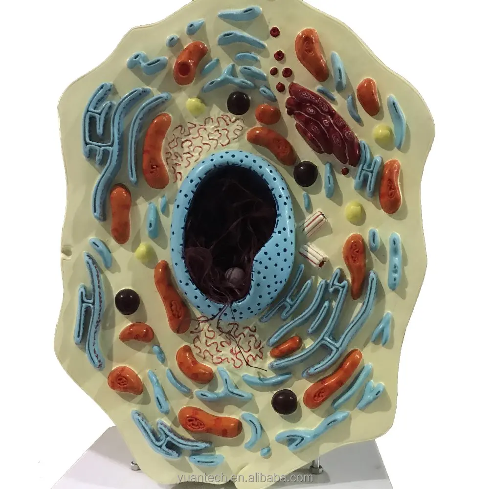 YA/B054 Numerical indicators of multiple parts Enlarged model of animal stem cell anatomy