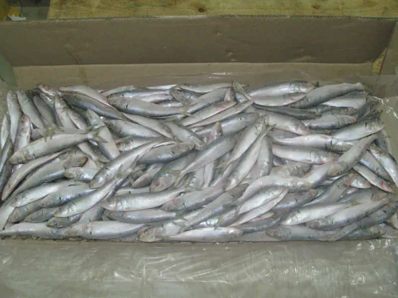 
Frozen Sardine Whole Round 