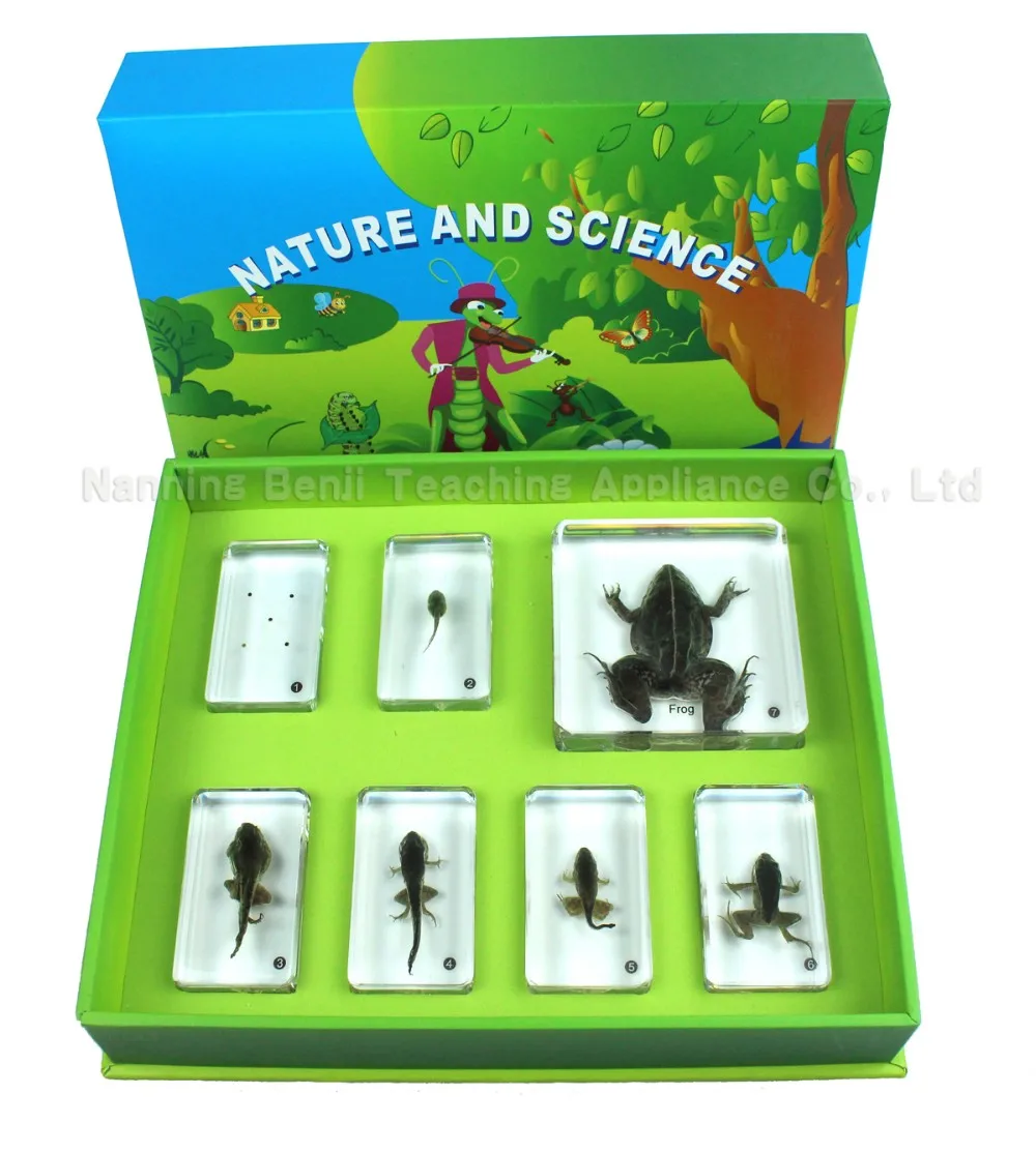 
Insect Collection Specimen of Honey Bee Life Cycle for Educational Toys Gift Customized 