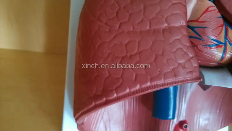 Larynx, Heart and Lung Anatomical Model