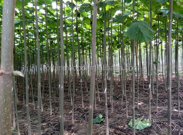 
Paulownia Tree for Planting Type Paulownia Shantong Cutting Root 