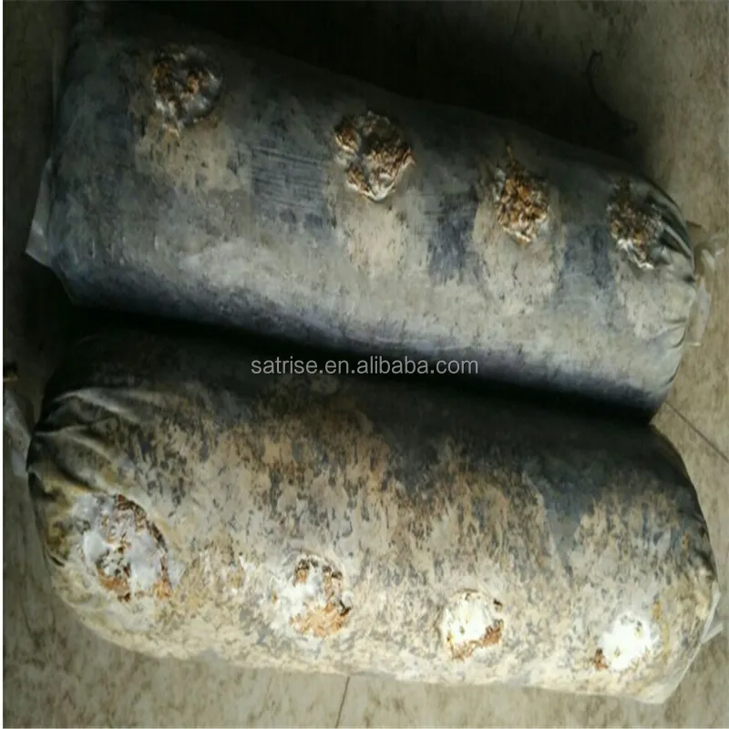Edible Fungus Flower Shiitake Mushroom Bag Mycelium Spawn Shiitake Spawn Growing Log