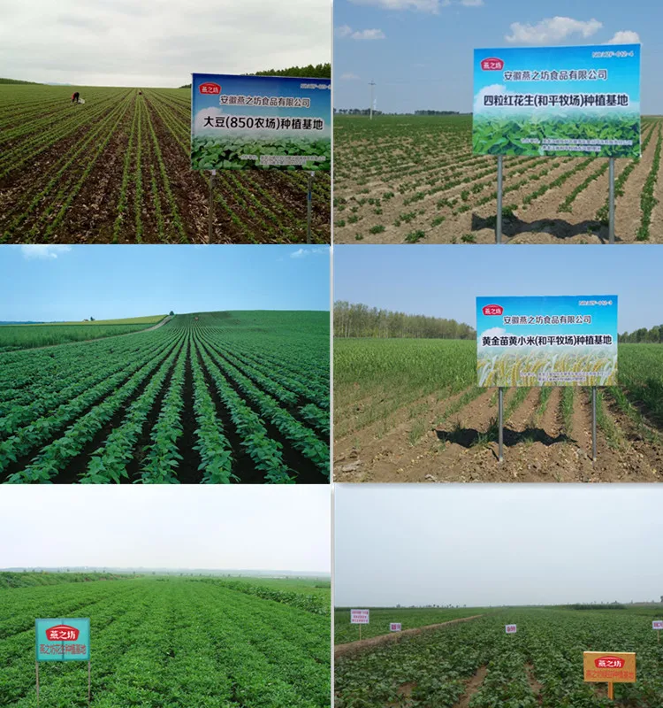 High quality soybean dry bean black bean with green kernel