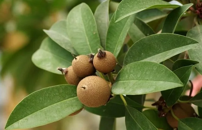 Саженцы ачира zapota