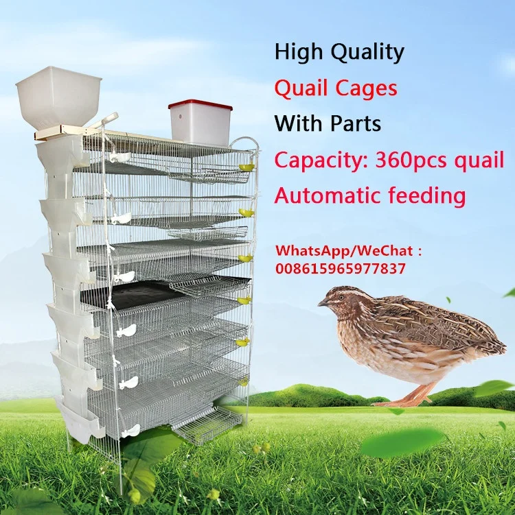 high quality quail cage for sale,quail laying cage, cages for quail ( lydia whatsapp: +8615965977837)