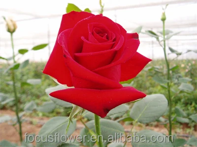 Лидер продаж, экспортеры цветов из Кении для празднования